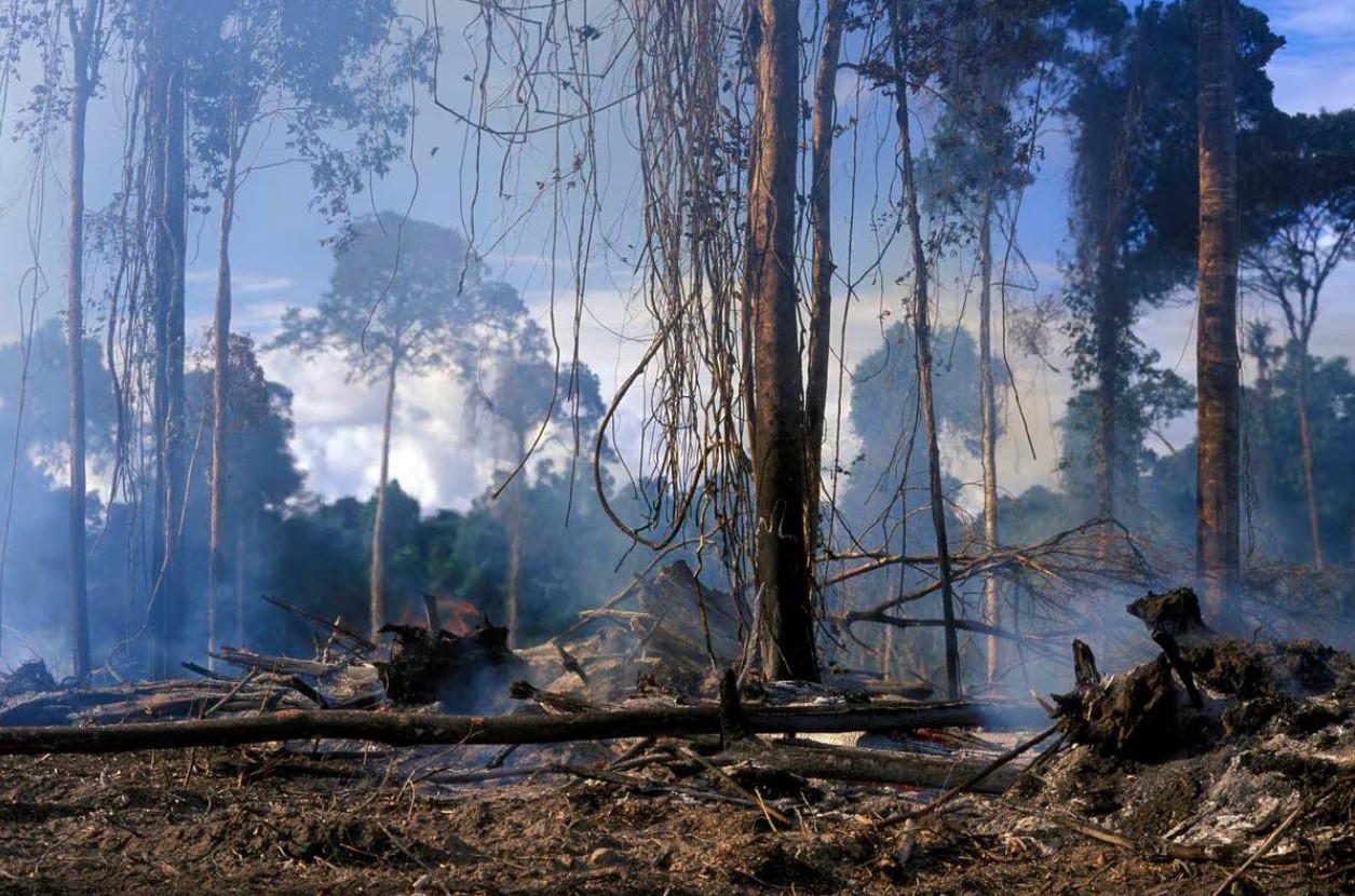 Advierten que en Venezuela se deforesta el equivalente a 350 canchas de fútbol al día