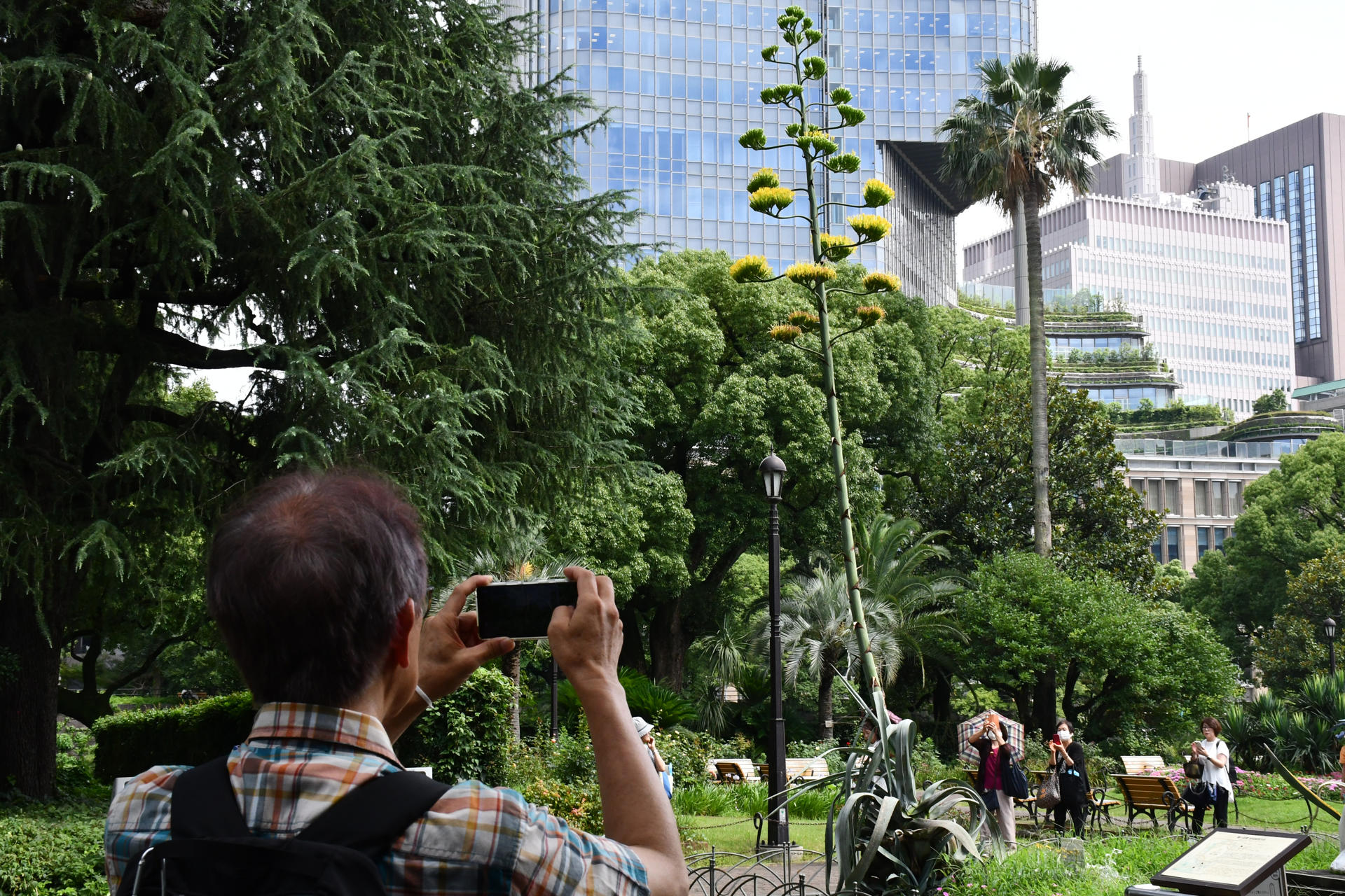 Una planta que florece una vez al siglo abre sus flores en un parque de Tokio