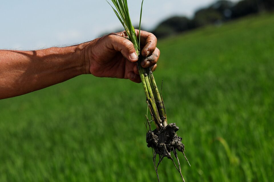 Reuters: Aumenta producción de arroz y maíz en Venezuela gracias al apoyo de compradores