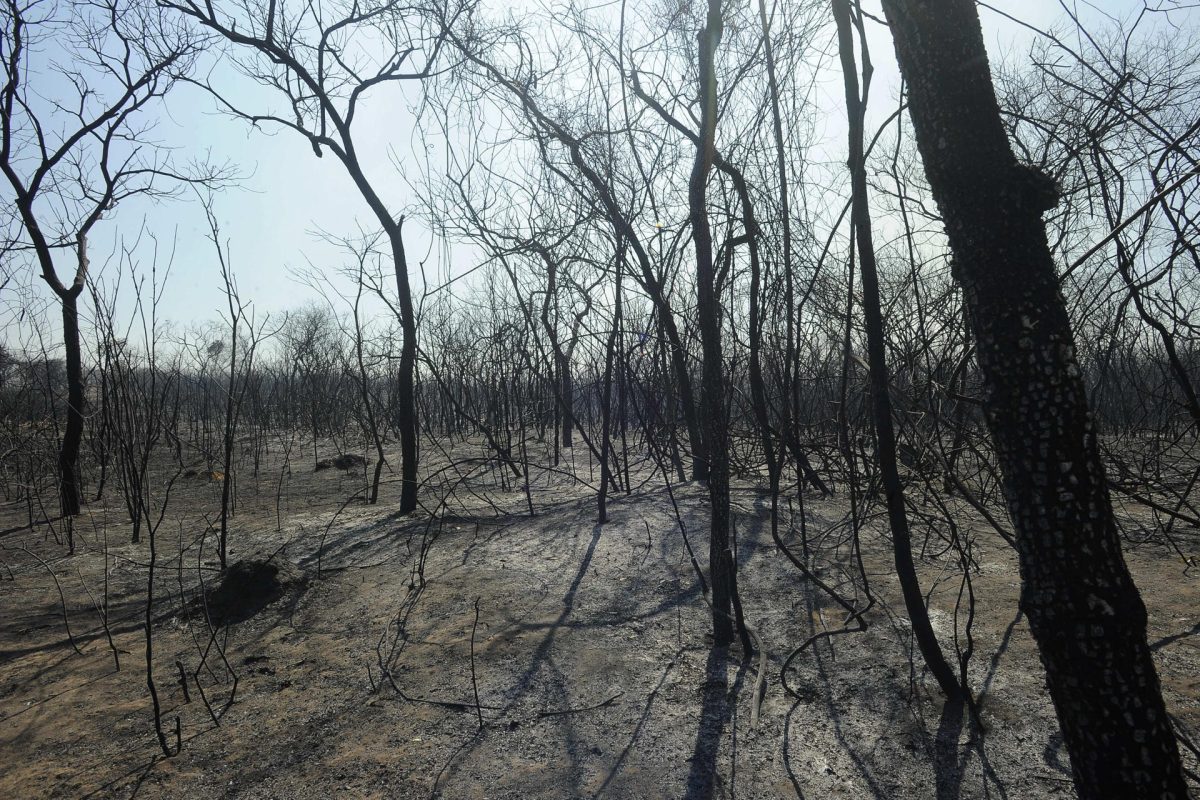 Se declara emergencia por los incendios forestales en la región oriental de Bolivia